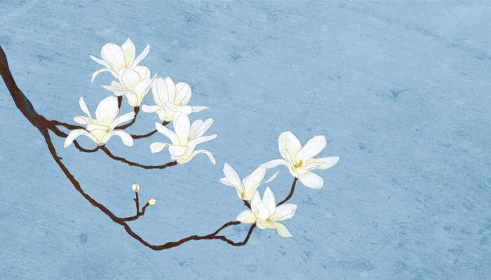 玉兰花枝条可以水培吗 玉兰花枝条可以水培吗