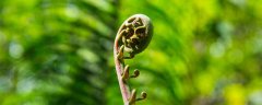洋甘露是什么植物