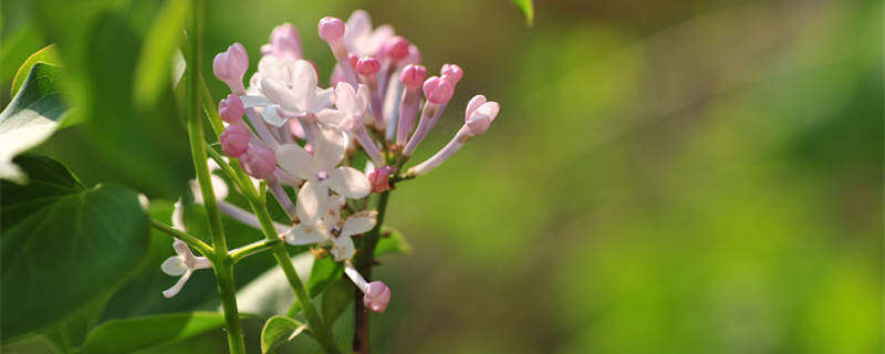 什么样的丁香花 什么样的丁香花