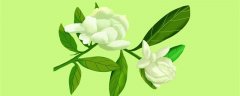 栀子花10月可以换盆吗