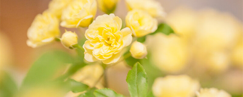 木香花花语和寓意 木香花花语和寓意