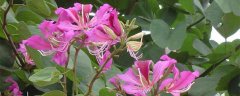 油茶花的养殖方法