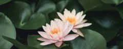 澳门莲花标志