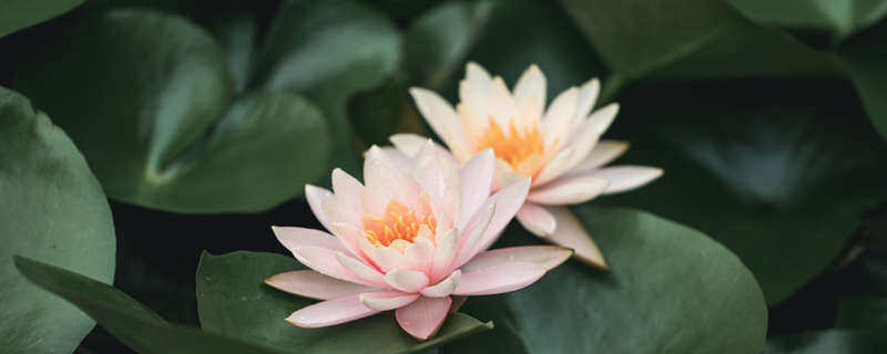 澳门莲花标志 澳门莲花标志