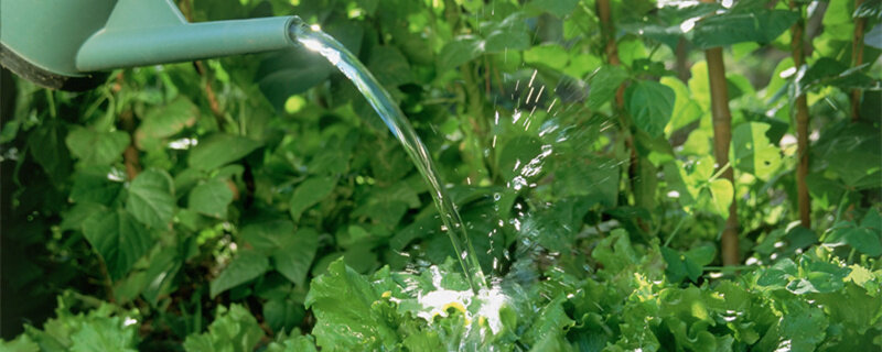除草剂几个小时后下雨有效 除草剂几个小时后下雨有效