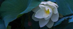 白掌花有毒吗?家里能养吗 白掌花怎么养