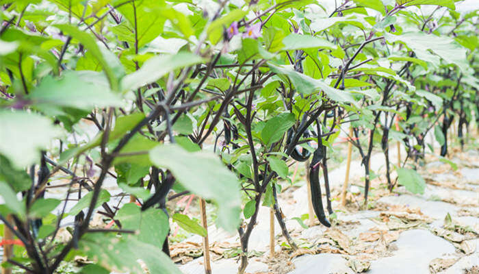 什么树上可以嫁接茄子 什么树上可以嫁接茄子