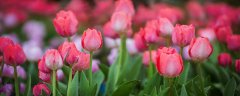 郁金香的花语和寓意是什么