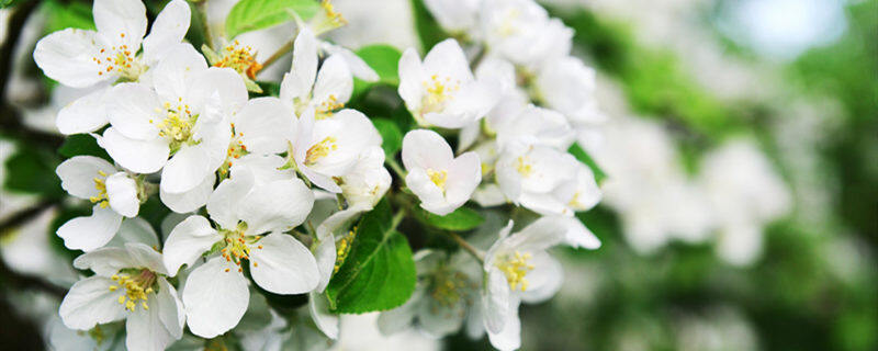 荼靡花花语 荼靡花花语