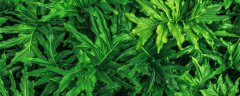 小天使植物怎么养殖