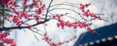 五色梅一年开几次花
