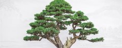 室内观叶植物常见的有哪些