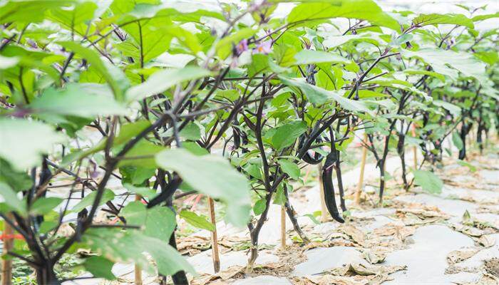 茄子开花到成熟要多久 茄子开花到成熟要多久