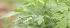 艾草10月份还能收割吗