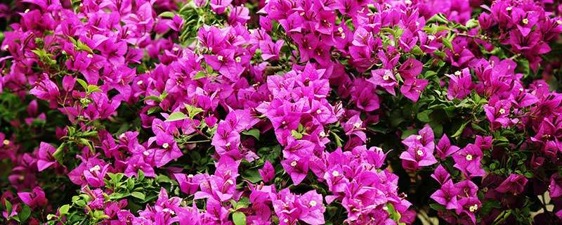 假昙花怎么修剪 假昙花怎么修剪