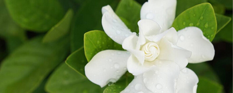 栀子花水插 栀子花水插