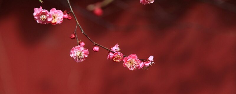 梅花象征着什么意义和人生的追求 梅花象征着什么意义和人生的追求
