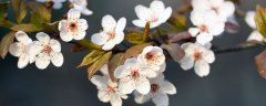 樱花是日本的国花吗