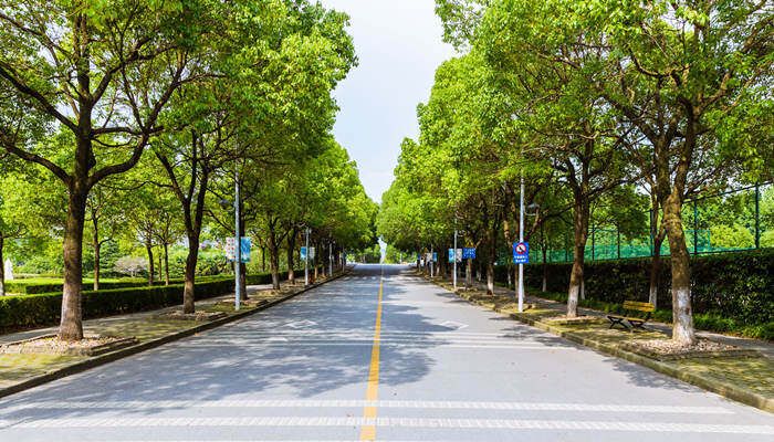 樟树的特点 樟树的特点
