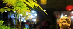 竹子变红窍门