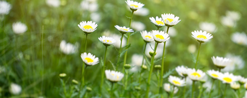 小雏菊 花语 小雏菊 花语