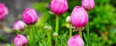 花毛茛几月份种植