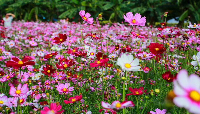 格桑花几月开花 格桑花几月开花