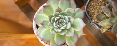 多肉植物怎么养才漂亮