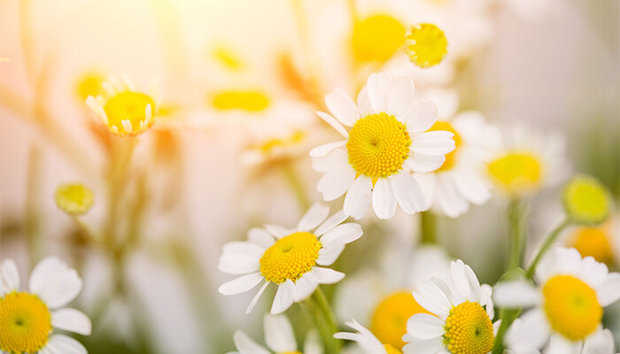 菊花春天怎么管理