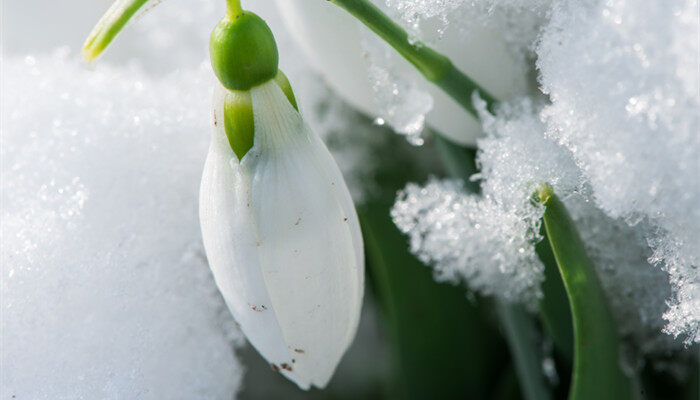夏雪片莲花语 夏雪片莲花语
