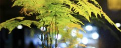 植物的名字