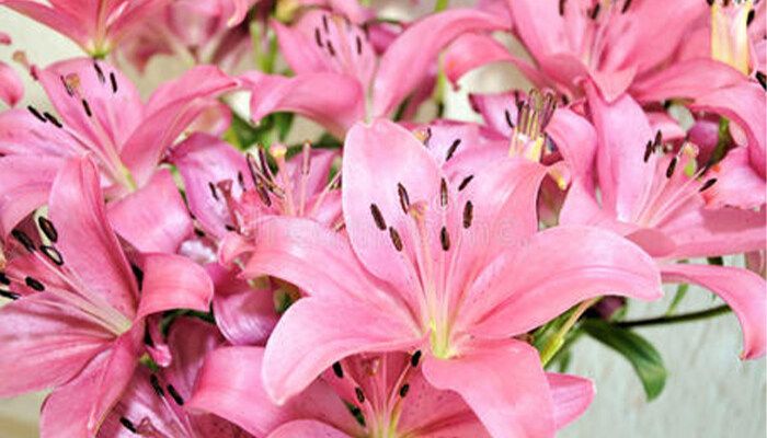 百合芽断了了怎么二次发芽 百合芽断了了怎么二次发芽