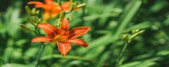 忘忧花怎么养