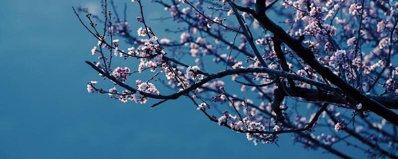 梅花什么开在冬 梅花什么开在冬