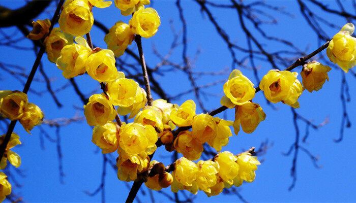 金黄的腊梅花还是蜡梅花 金黄的腊梅花还是蜡梅花