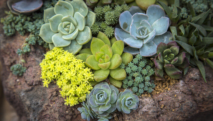 碰碰香什么时候开花 碰碰香什么时候开花