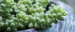 千代田之松开花会死吗