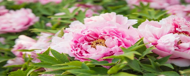 名贵花卉有哪些品种 名贵花卉有哪些品种