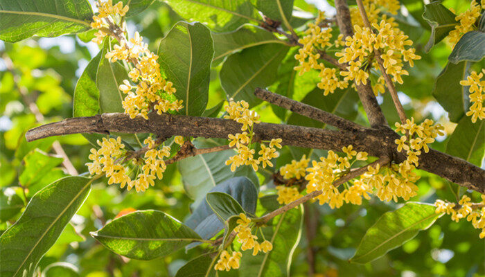 金银同辉桂花特点 金银同辉桂花特点