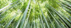 竹子几年扎根,后每天5米生长