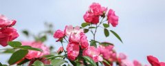 月季冬天开花吗?