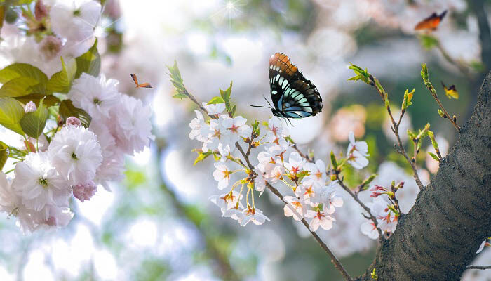 桃树能嫁接什么树 桃树能嫁接什么树