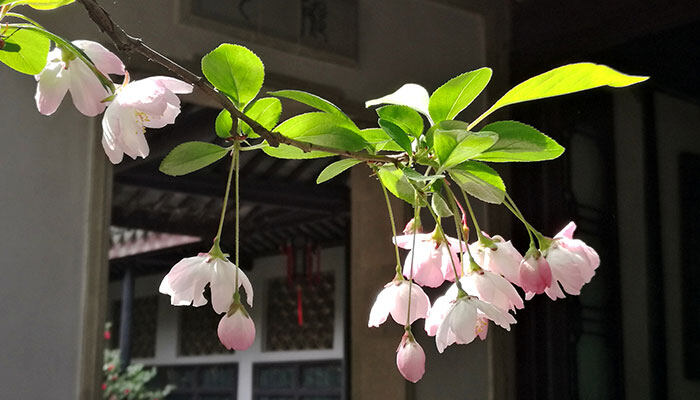 假昙花怎么修剪 假昙花怎么修剪