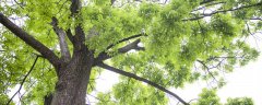 酸枣树种植技术