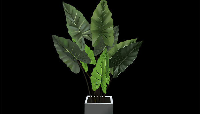 耐阴植物室外植物有哪些 耐阴植物室外植物有哪些