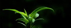 双线竹芋叶子焦边干枯是怎么回事