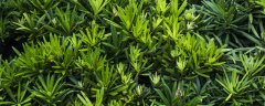罗汉松盆栽的养殖方法和注意事项