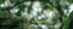 目前,苔藓植物中可供食用的种类