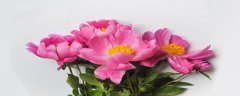 芍药为什么叫鬼花
