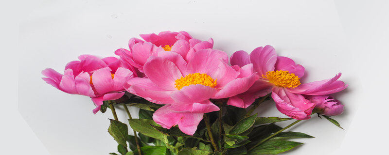 芍药为什么叫鬼花 芍药为什么叫鬼花